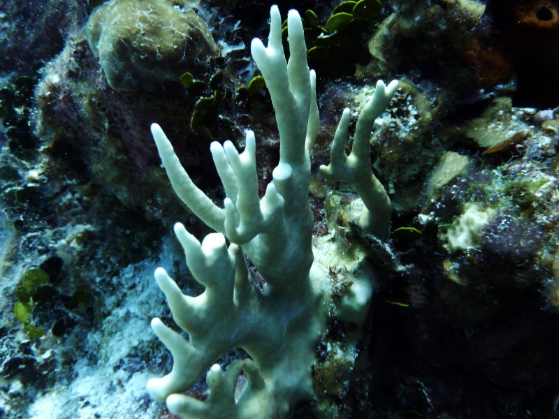 海洋生物漂亮唯美的珊瑚图片