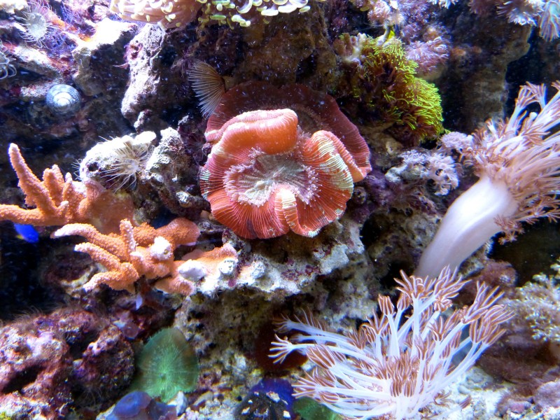 海洋生物漂亮唯美的珊瑚图片