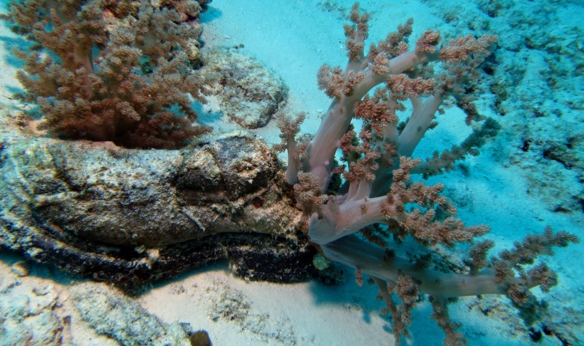 海洋生物漂亮唯美的珊瑚图片