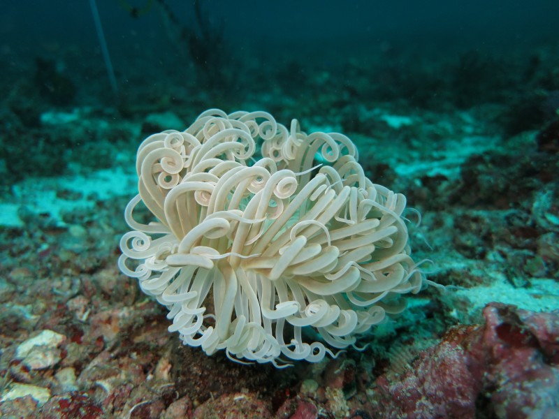 海洋生物漂亮唯美的珊瑚图片
