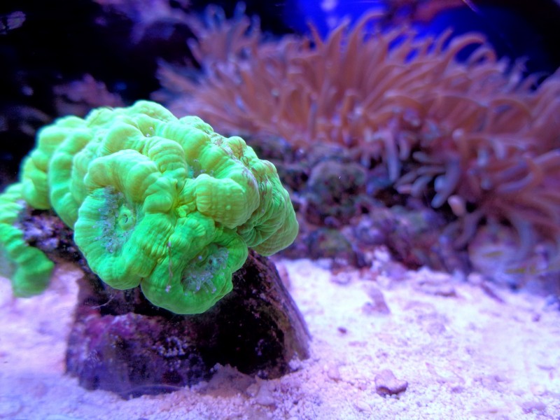 海洋生物漂亮唯美的珊瑚图片
