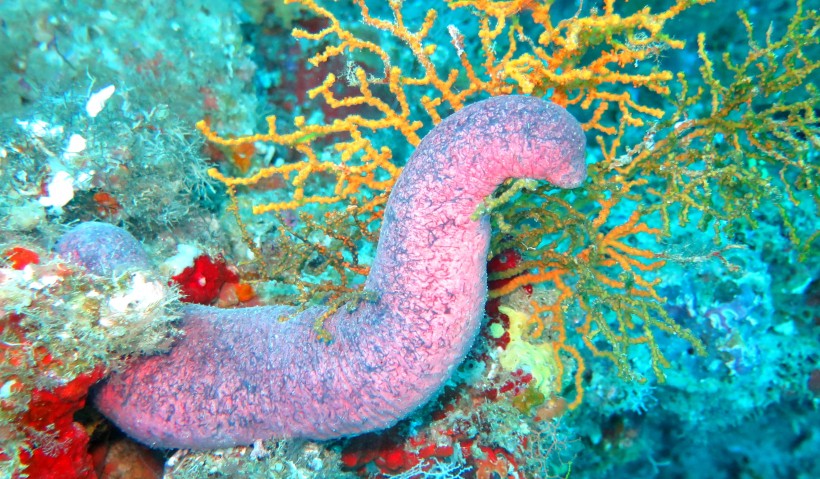 海洋生物漂亮唯美的珊瑚图片