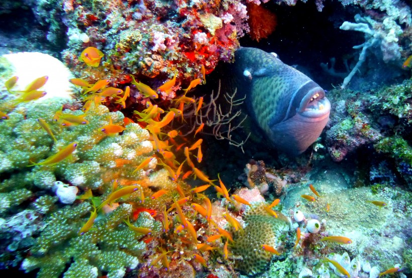海洋生物漂亮唯美的珊瑚图片