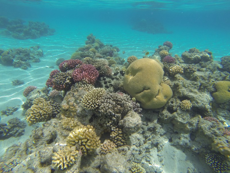 海洋生物漂亮唯美的珊瑚图片