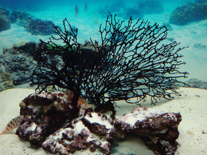 海洋生物漂亮唯美的珊瑚图片