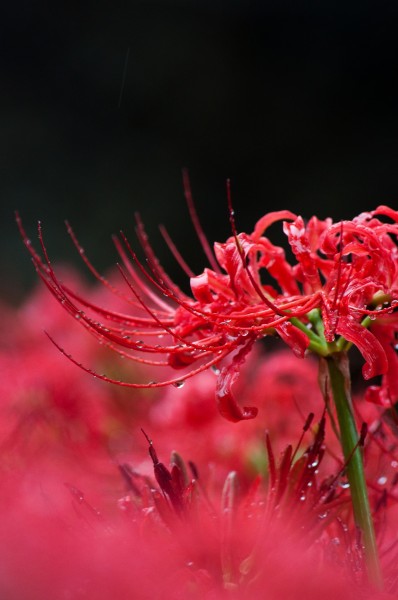 红色曼珠沙华又名彼岸花特写图片