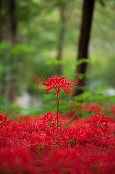 红色曼珠沙华又名彼岸花特写图片