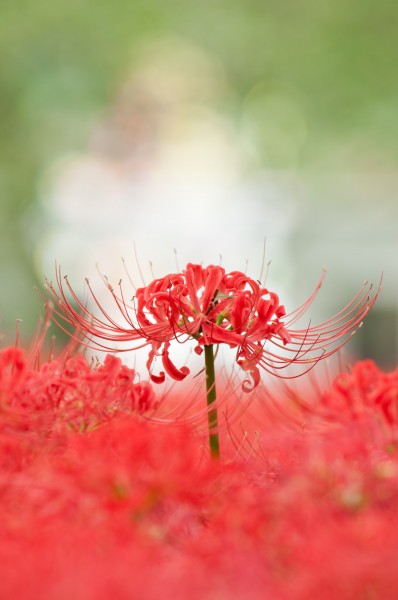 红色曼珠沙华又名彼岸花特写图片
