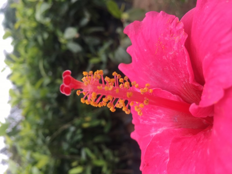 色彩艳丽木槿图片 红色植物木槿花图片