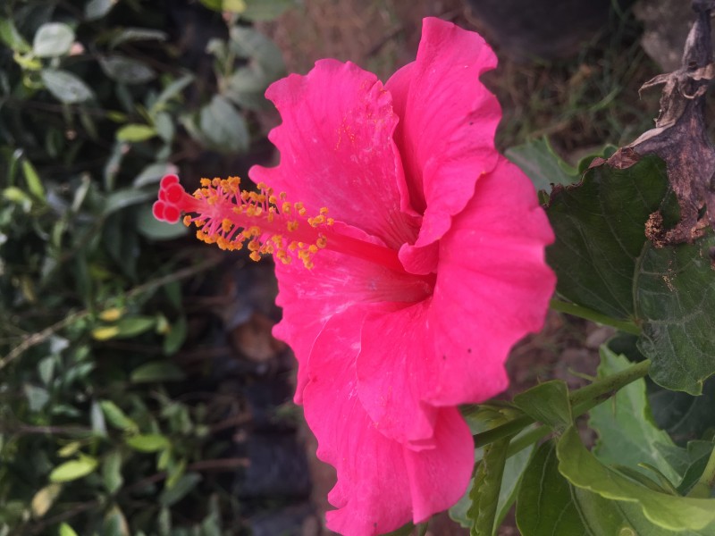 色彩艳丽木槿图片 红色植物木槿花图片