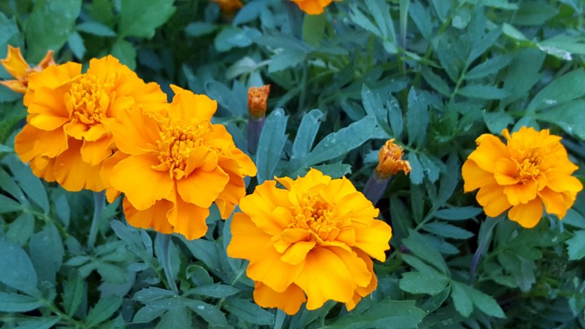 菊科草本植物百花齐放的万寿菊图片