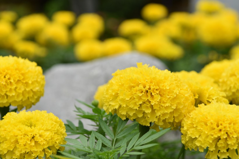 菊科草本植物百花齐放的万寿菊图片