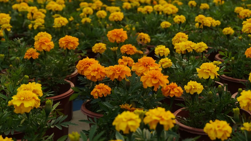 菊科草本植物百花齐放的万寿菊图片