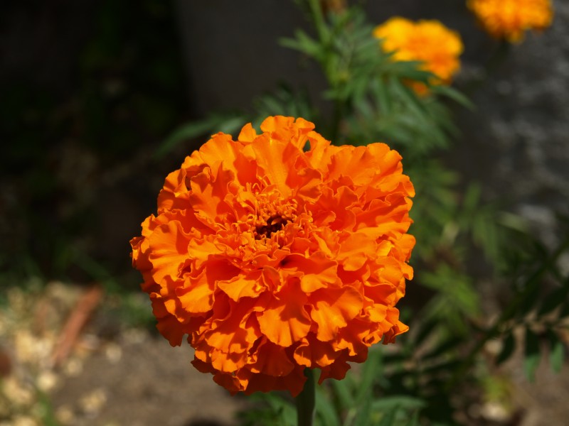 菊科草本植物百花齐放的万寿菊图片
