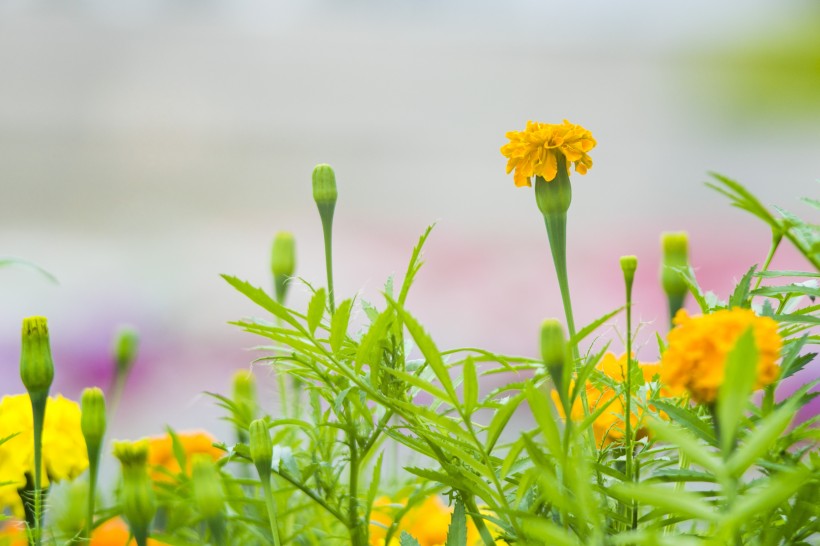 菊科草本植物百花齐放的万寿菊图片