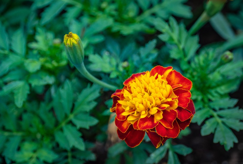菊科草本植物百花齐放的万寿菊图片