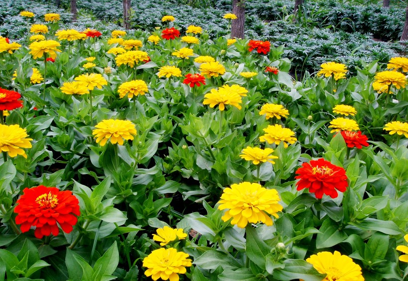 菊科草本植物百花齐放的万寿菊图片