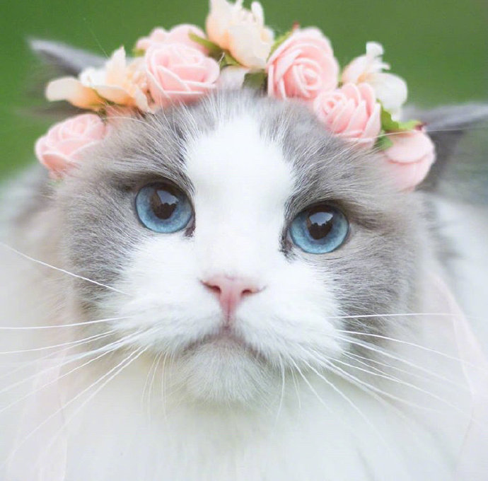 可爱猫咪头像图片 萌猫头像集