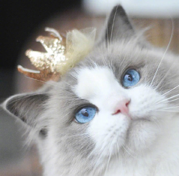 可爱猫咪头像图片 萌猫头像集