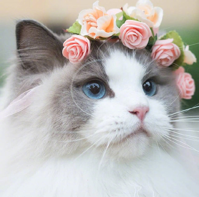 可爱猫咪头像图片 萌猫头像集