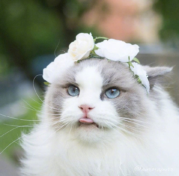 可爱猫咪头像图片 萌猫头像集