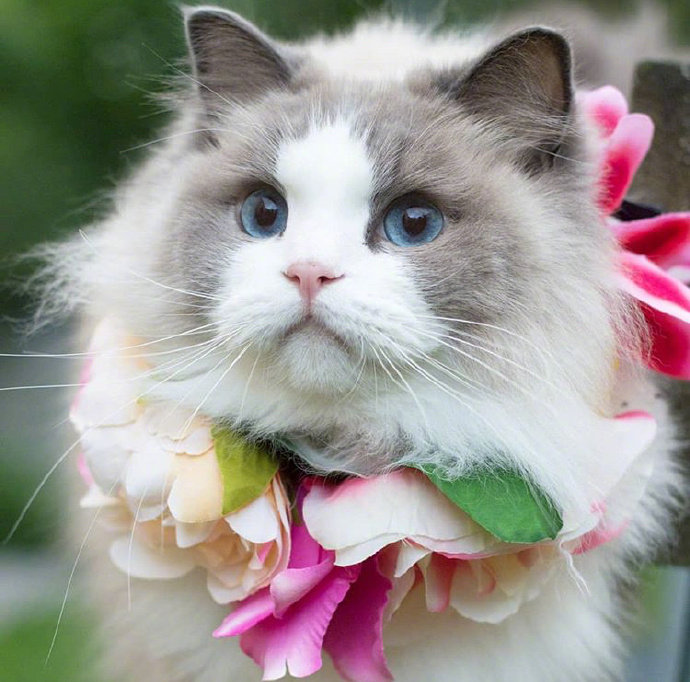 可爱猫咪头像图片 萌猫头像集