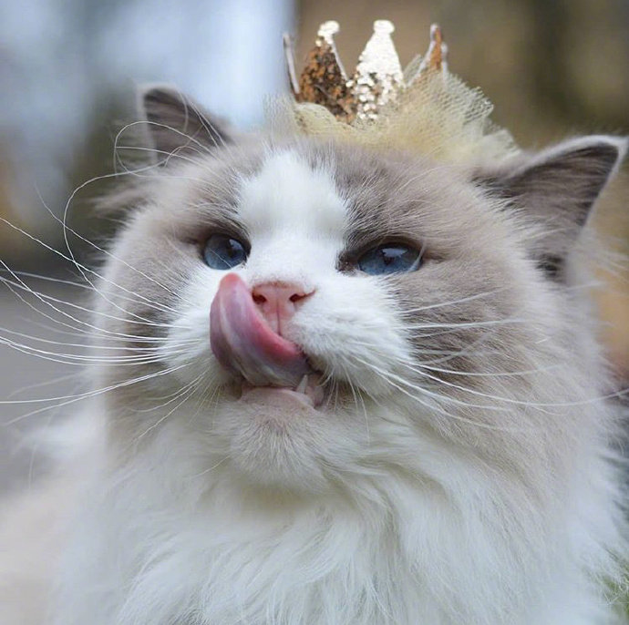 可爱猫咪头像图片 萌猫头像集