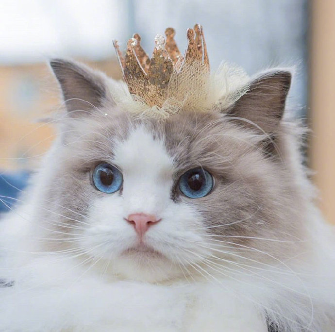 可爱猫咪头像图片 萌猫头像集