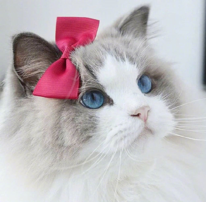 可爱猫咪头像图片 萌猫头像集