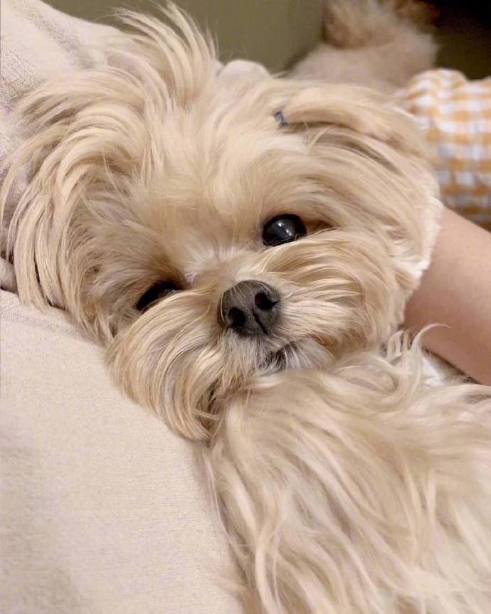 马尔济斯和博美的混血犬可爱狗狗图片