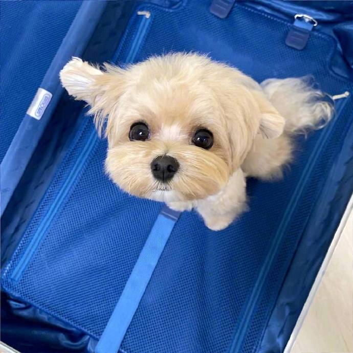马尔济斯和博美的混血犬可爱狗狗图片