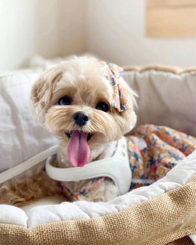 马尔济斯和博美的混血犬可爱狗狗图片
