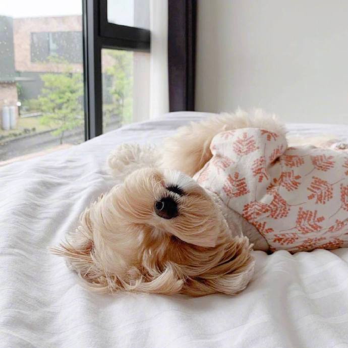 马尔济斯和博美的混血犬可爱狗狗图片