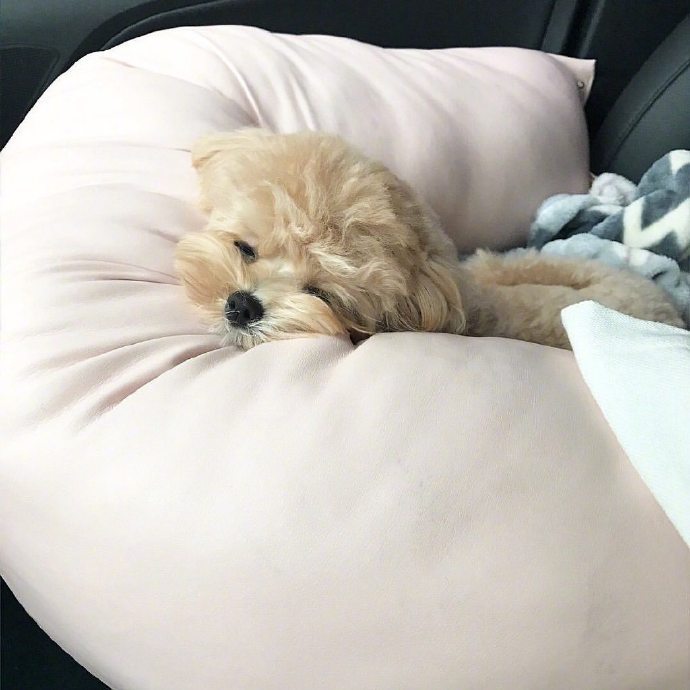 马尔济斯和博美的混血犬可爱狗狗图片