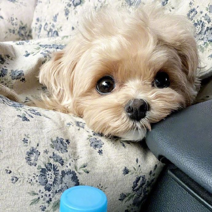 马尔济斯和博美的混血犬可爱狗狗图片