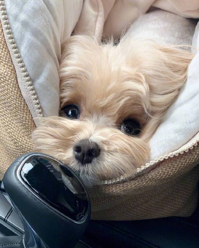 马尔济斯和博美的混血犬可爱狗狗图片