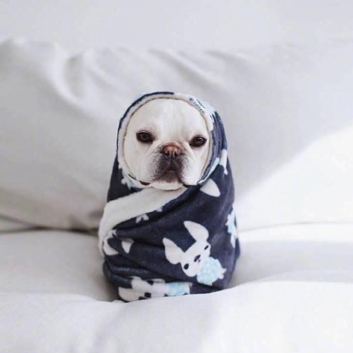萌萌哒的犬类法国斗牛犬图片