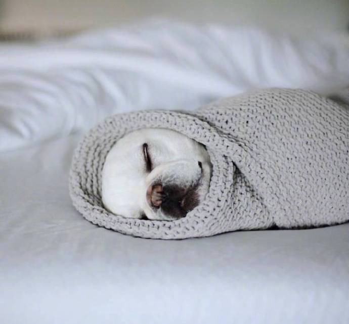 萌萌哒的犬类法国斗牛犬图片