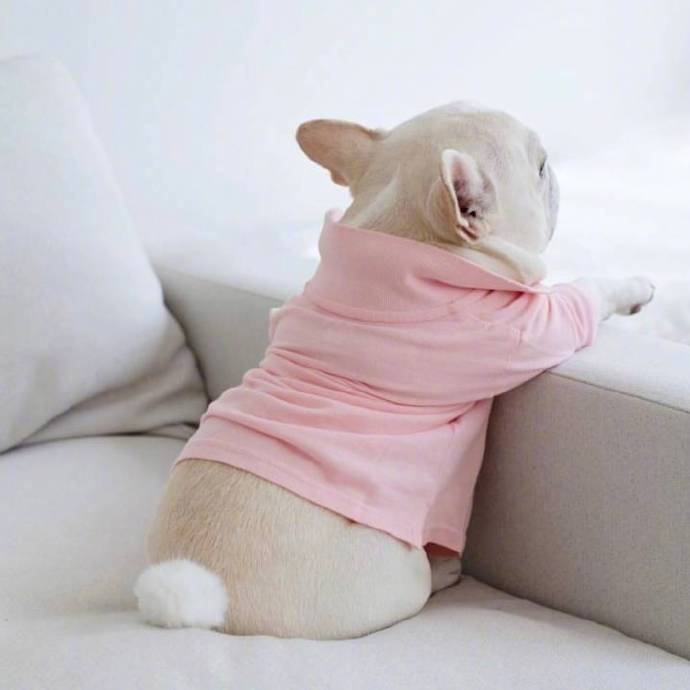 萌萌哒的犬类法国斗牛犬图片