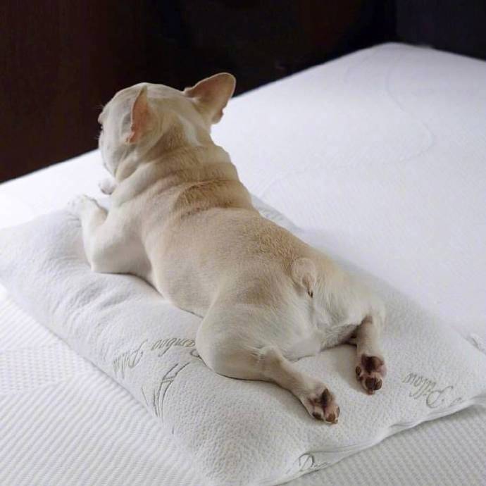萌萌哒的犬类法国斗牛犬图片