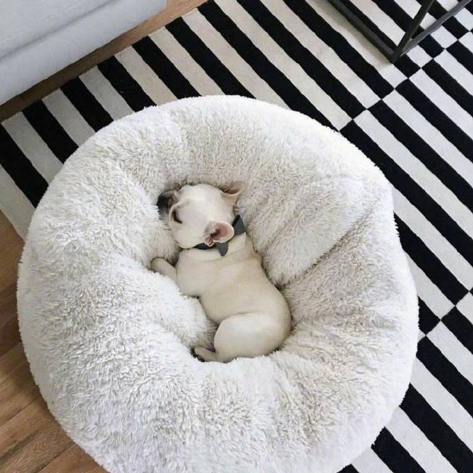 萌萌哒的犬类法国斗牛犬图片