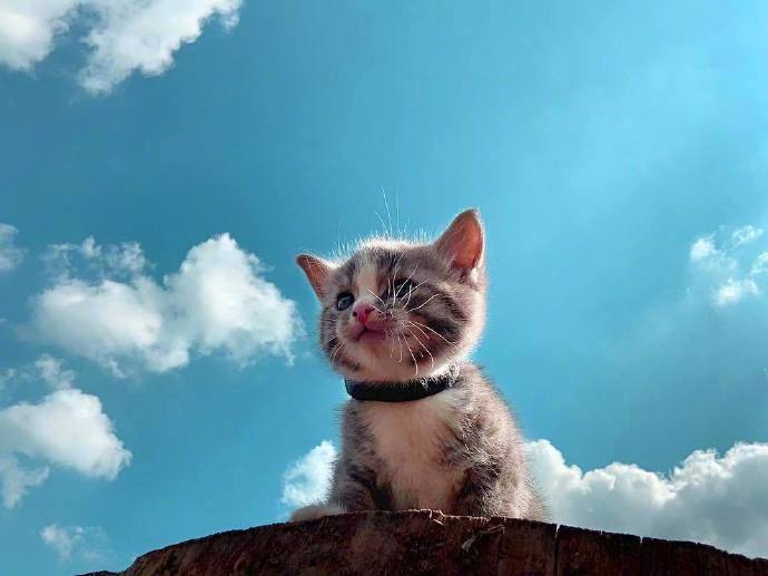 宠物猫咪图片 小奶猫旅行图片