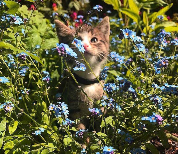 宠物猫咪图片 小奶猫旅行图片