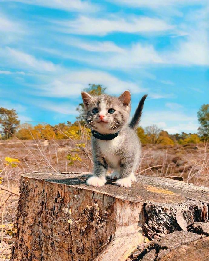 宠物猫咪图片 小奶猫旅行图片