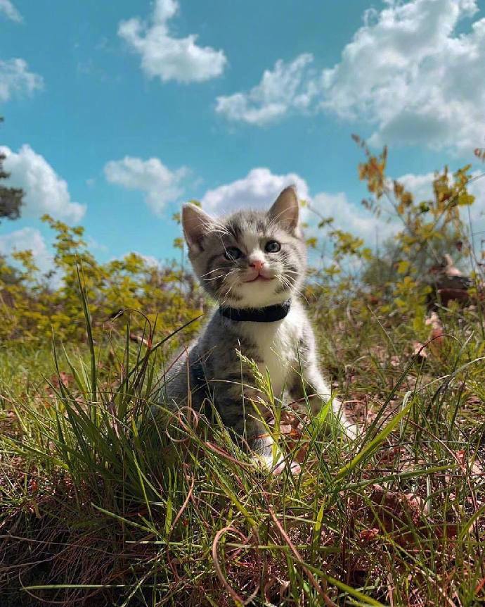 宠物猫咪图片 小奶猫旅行图片