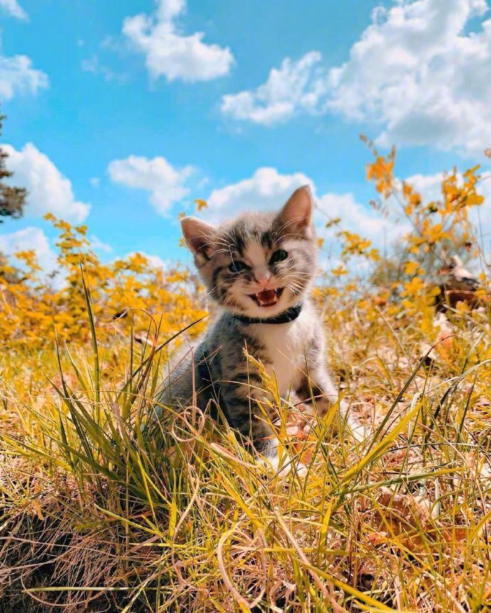 宠物猫咪图片 小奶猫旅行图片