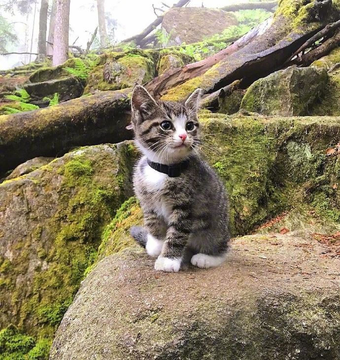 宠物猫咪图片 小奶猫旅行图片