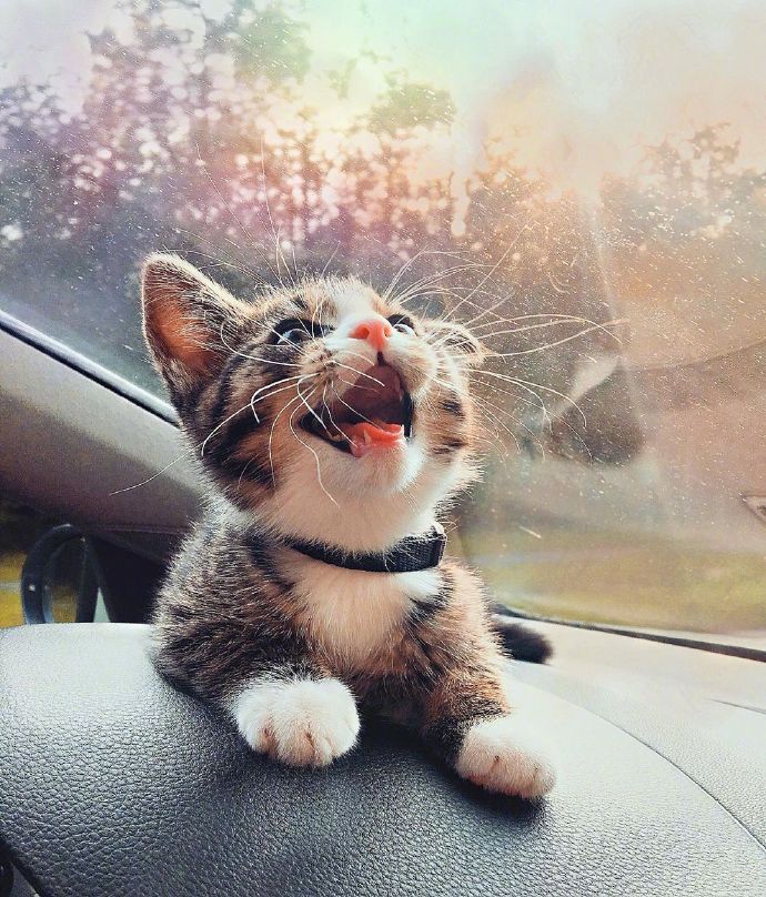 宠物猫咪图片 小奶猫旅行图片