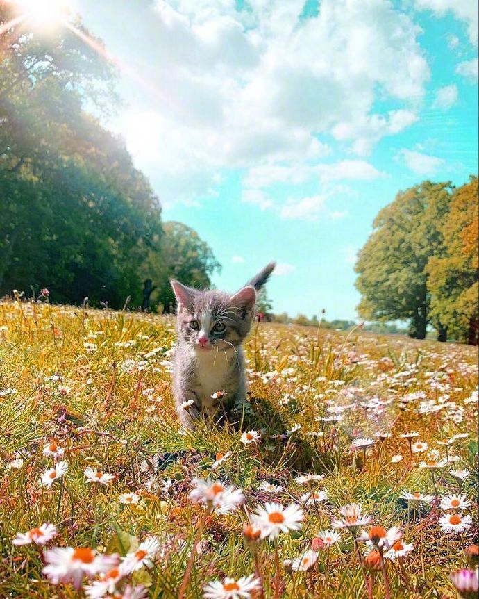 宠物猫咪图片 小奶猫旅行图片