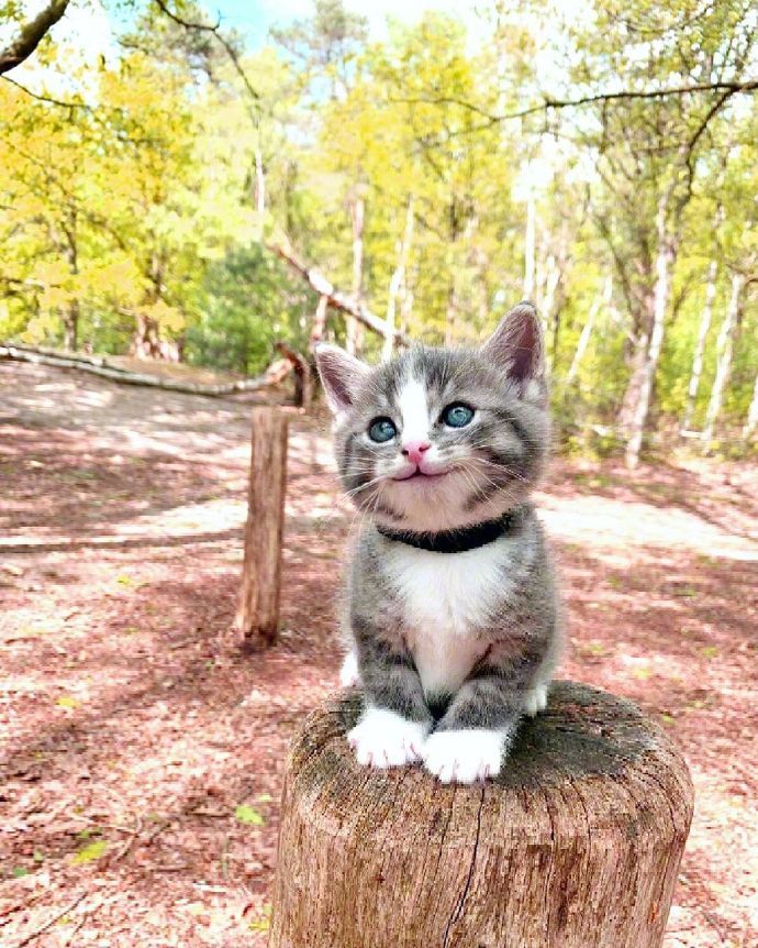 宠物猫咪图片 小奶猫旅行图片